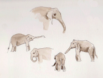 Elephants-at-Orphange-Pinnawala