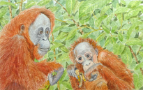 Mother-and-infant-orangutan