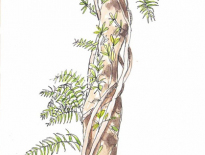 Kuranda-North-Qld-rainforest-plants