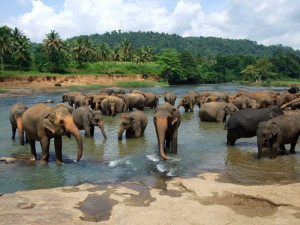 Pinnawala Elephant orphanage 2